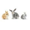 Schleich Klietka pre králiky s králikmi (42420)